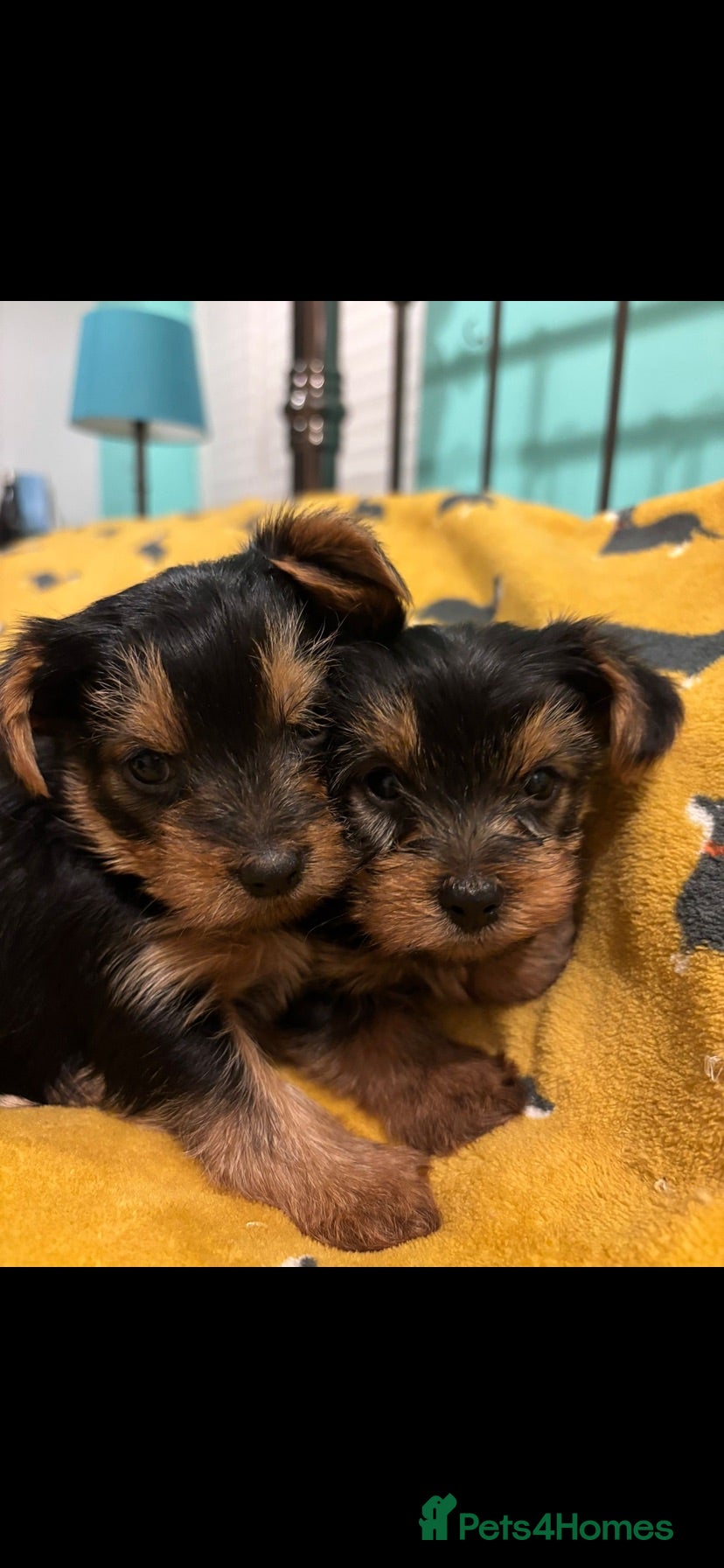 Yorkshire Terrier dogs 2 Stunning Minature Yorkshire terrier puppies 🩷💙 - Advert 1