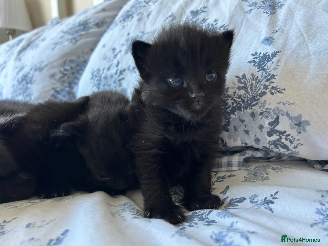 Mixed Breed cats for sale: 5 black chunky kittens  - Advert 2