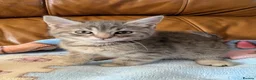 Bengal cats for sale: Adorable friendly Bengal kittens ready now!! - Advert 8