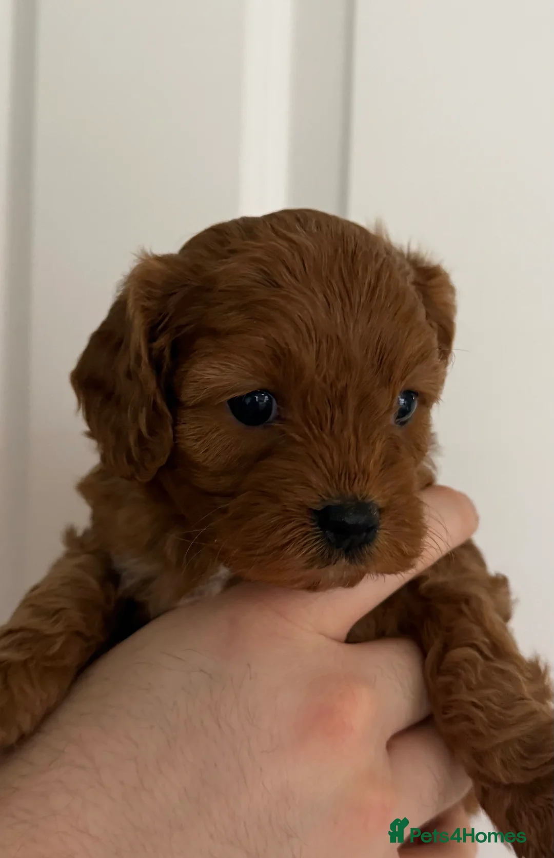 Cavapoo dogs for sale: Beautiful f1 cavapoo puppies  - Advert 8