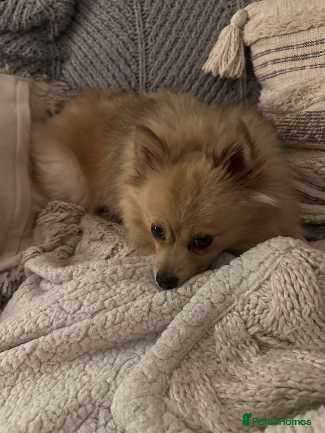 Pomeranian dogs for sale: Sky- female pom - Advert 1