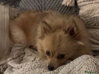 Pomeranian dogs Sky- female pom - Advert 1