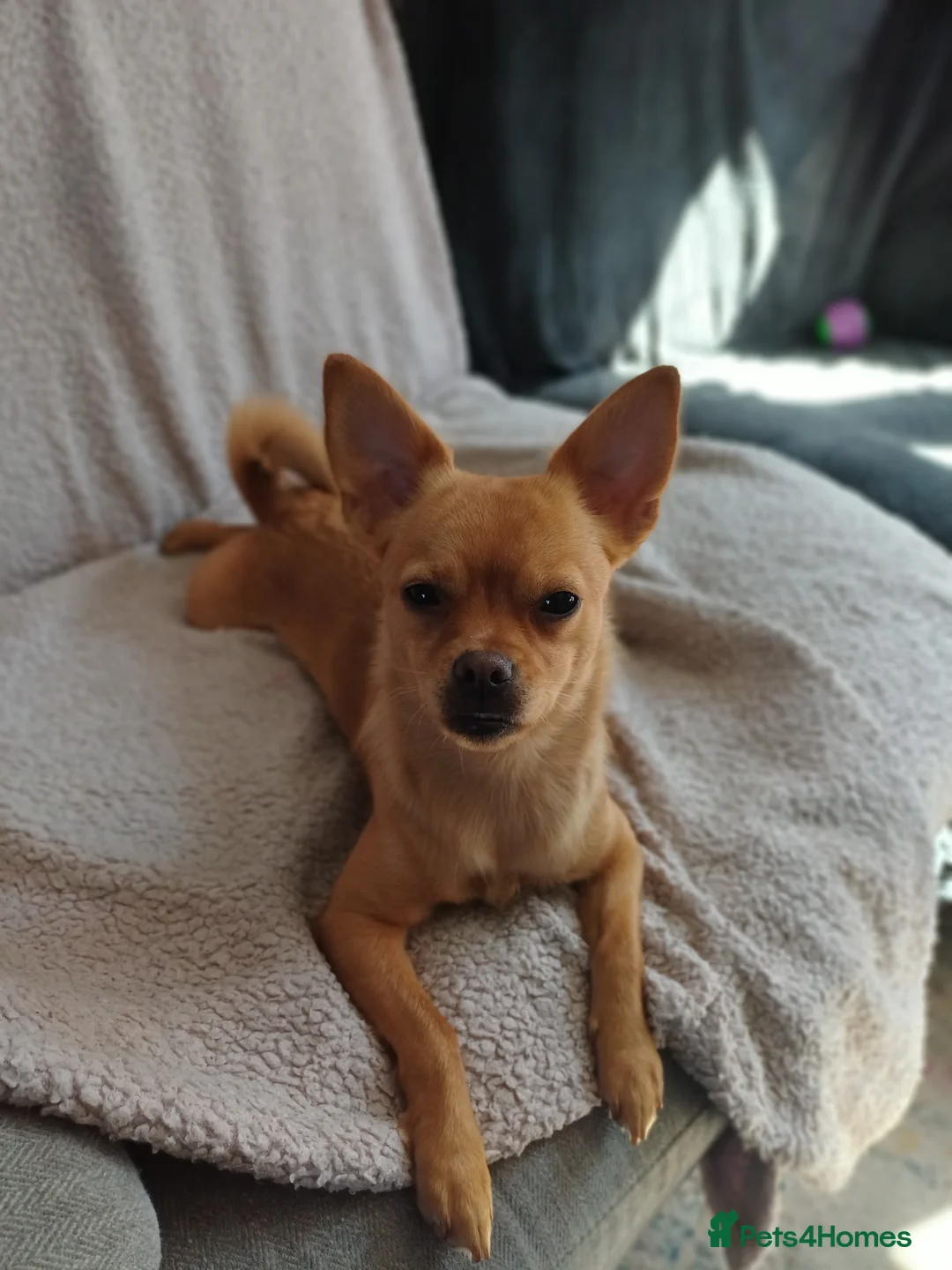 Mixed Breed dogs for sale: I'm Looking for my forever home - Advert 2