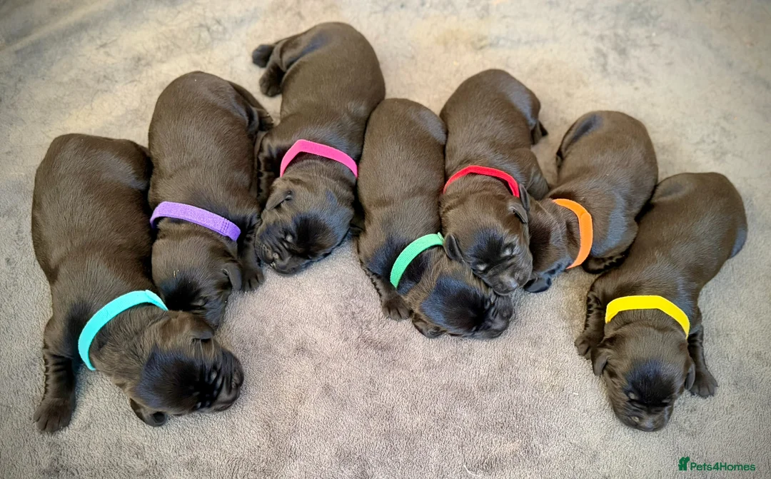 Labrador Retriever dogs for sale: Outstanding Labrador Puppies–Exceptional Pedigree - Advert 2