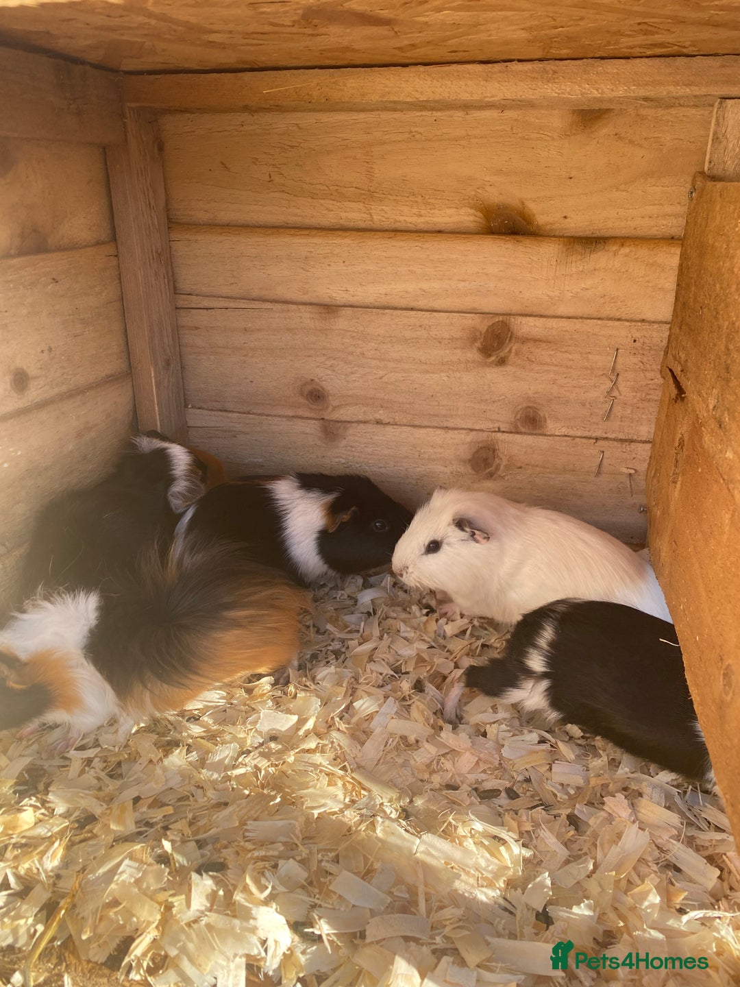 Guinea Pig rodents for sale: Lovely pigs for sale for sale good home please . - Advert 2