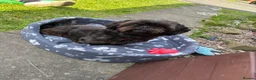 Shih Tzu dogs for sale: Male shitzu nearly 2 years old  in Dudley - Advert 4