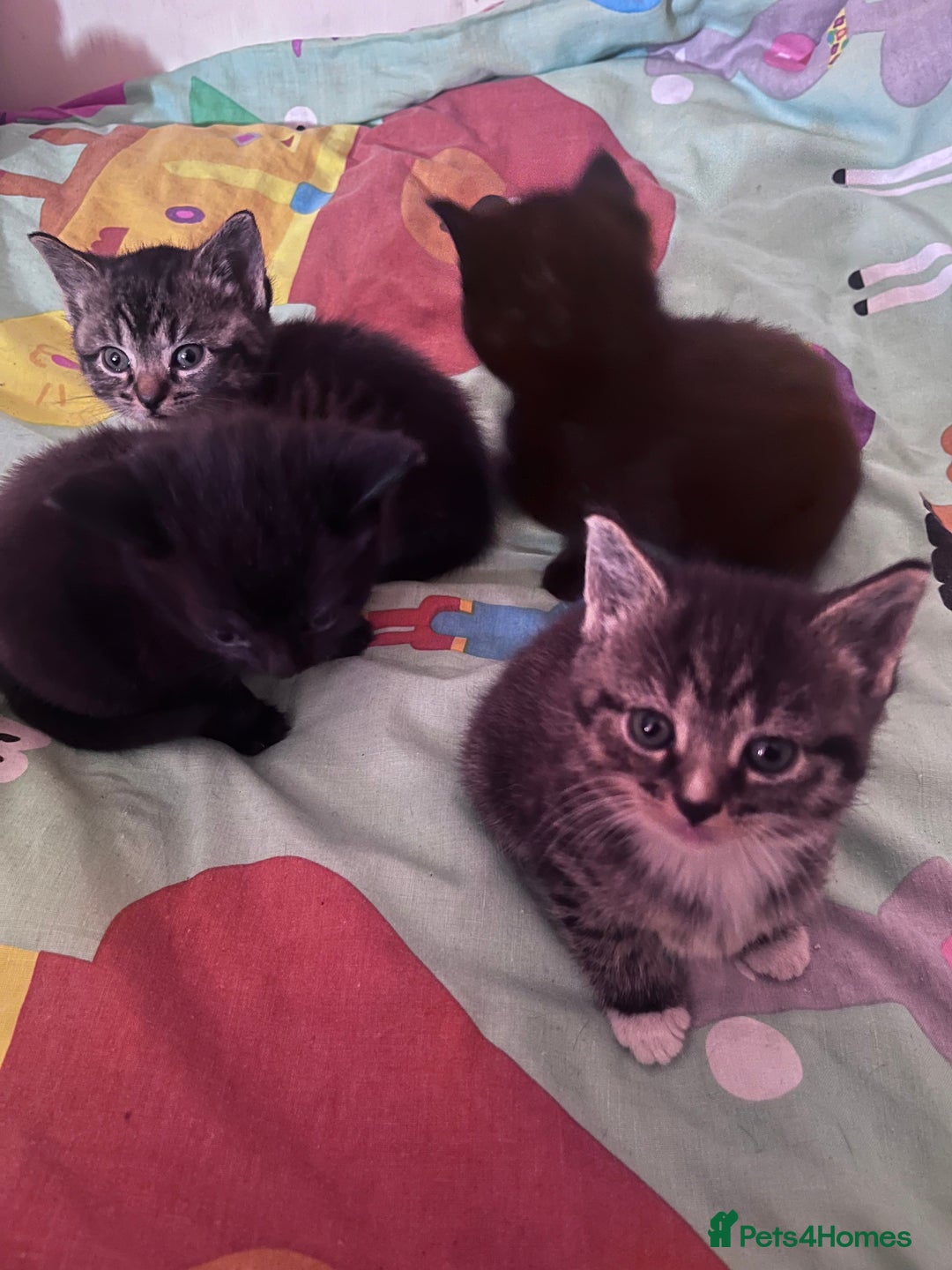 Mixed Breed cats for sale: Beautiful loving kittens - Advert 5