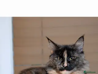 Maine Coon cats Maine Coon kittens - Advert 1