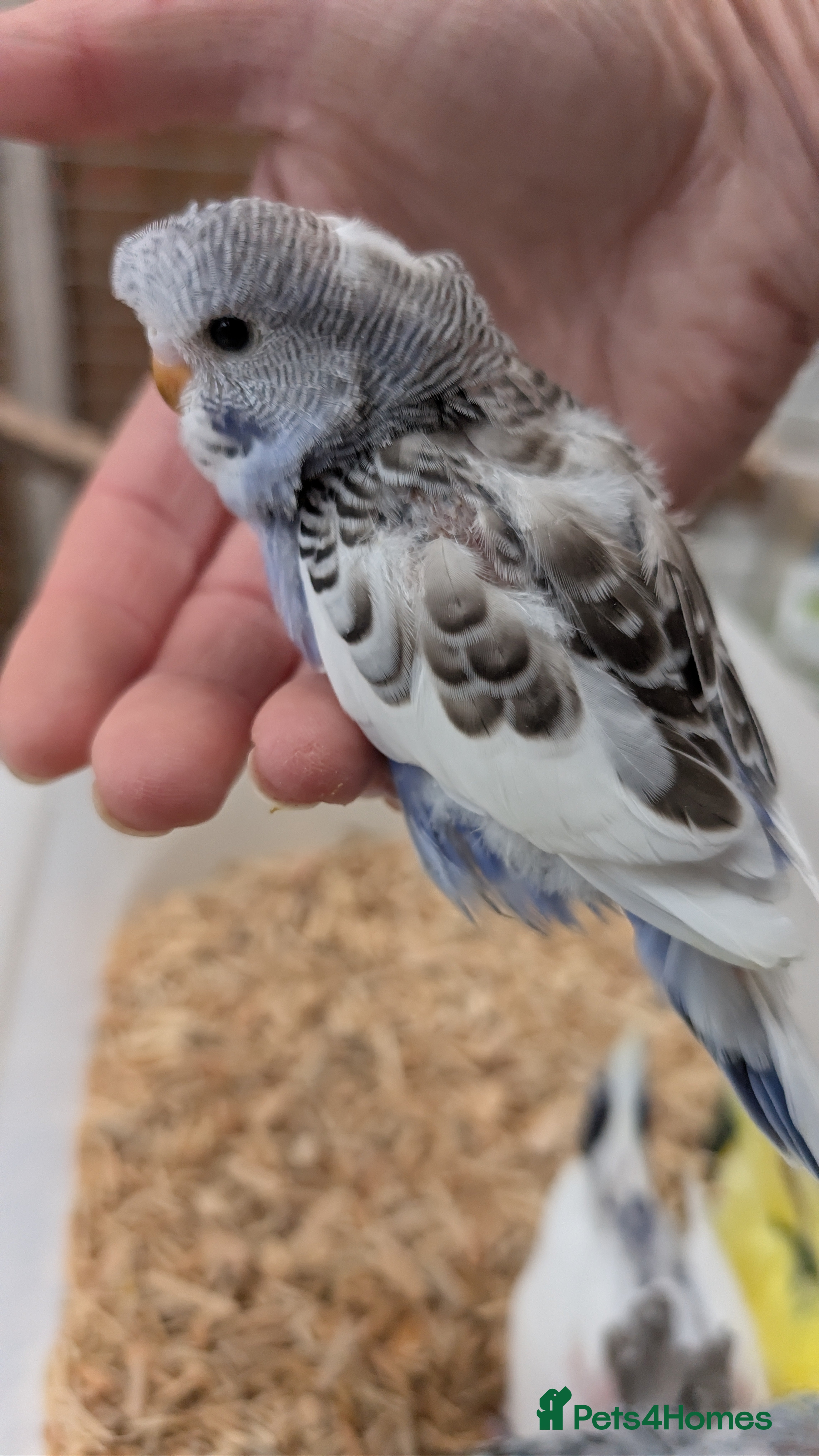 Budgerigars birds Hand tamed baby budgies for sale - Advert 18