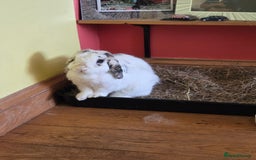 Mini Lop rabbits for sale: Male Rabbit in need of forever home.  - Image 10