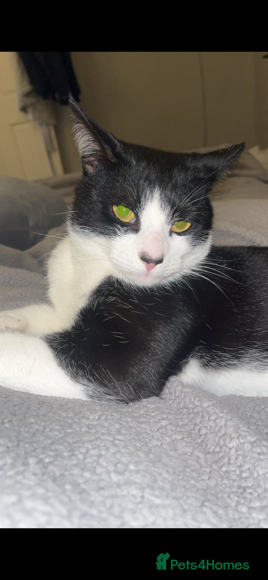 Mixed Breed cats for sale: Male cat 1 year 3 months  - Advert 5