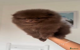 Pomeranian dogs for sale: Beautiful original pomeranians - Image 3