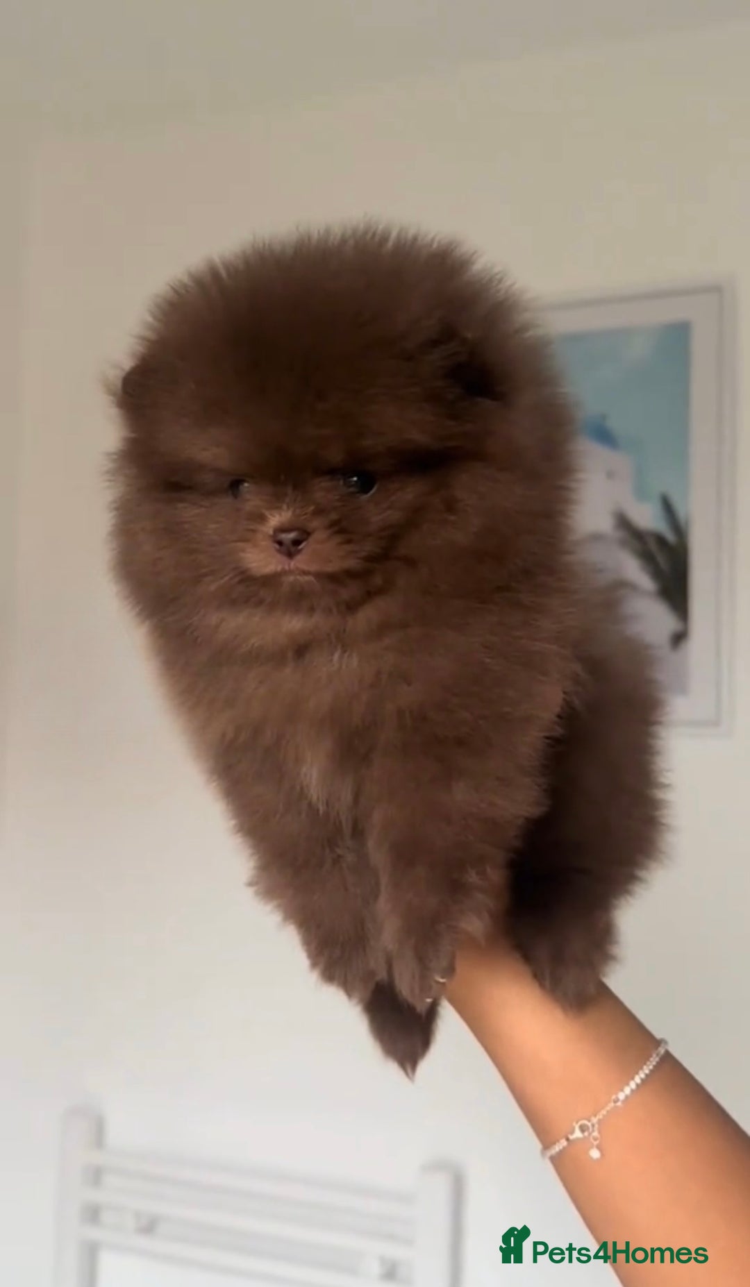 Pomeranian dogs for sale: Beautiful original pomeranians - Image 3