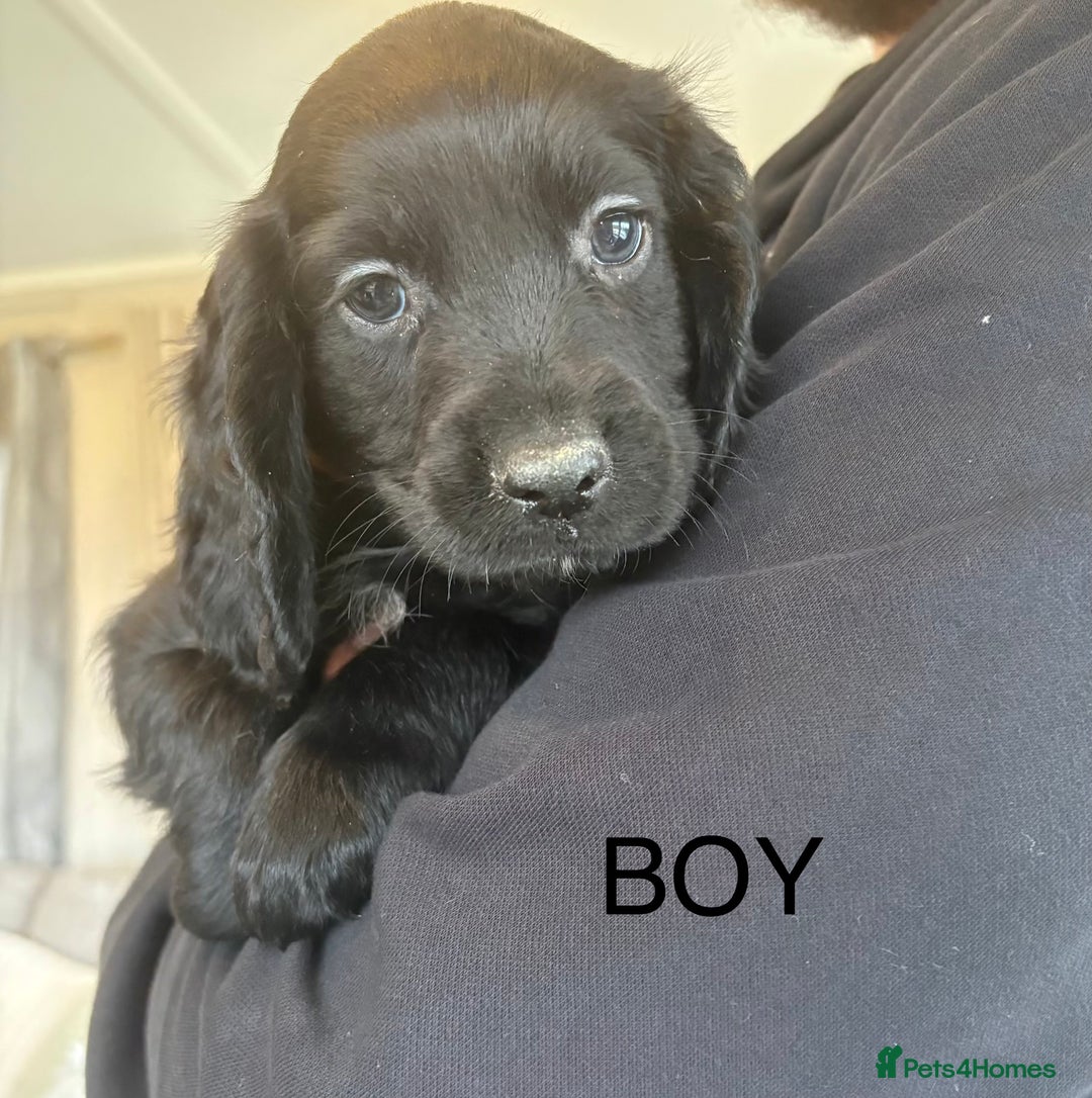 Sprocker dogs for sale: Beautiful Sprocker Puppies  - Advert 9