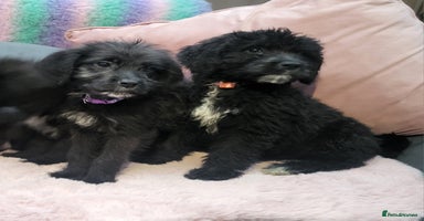 Mixed Breed dogs - Advert 4