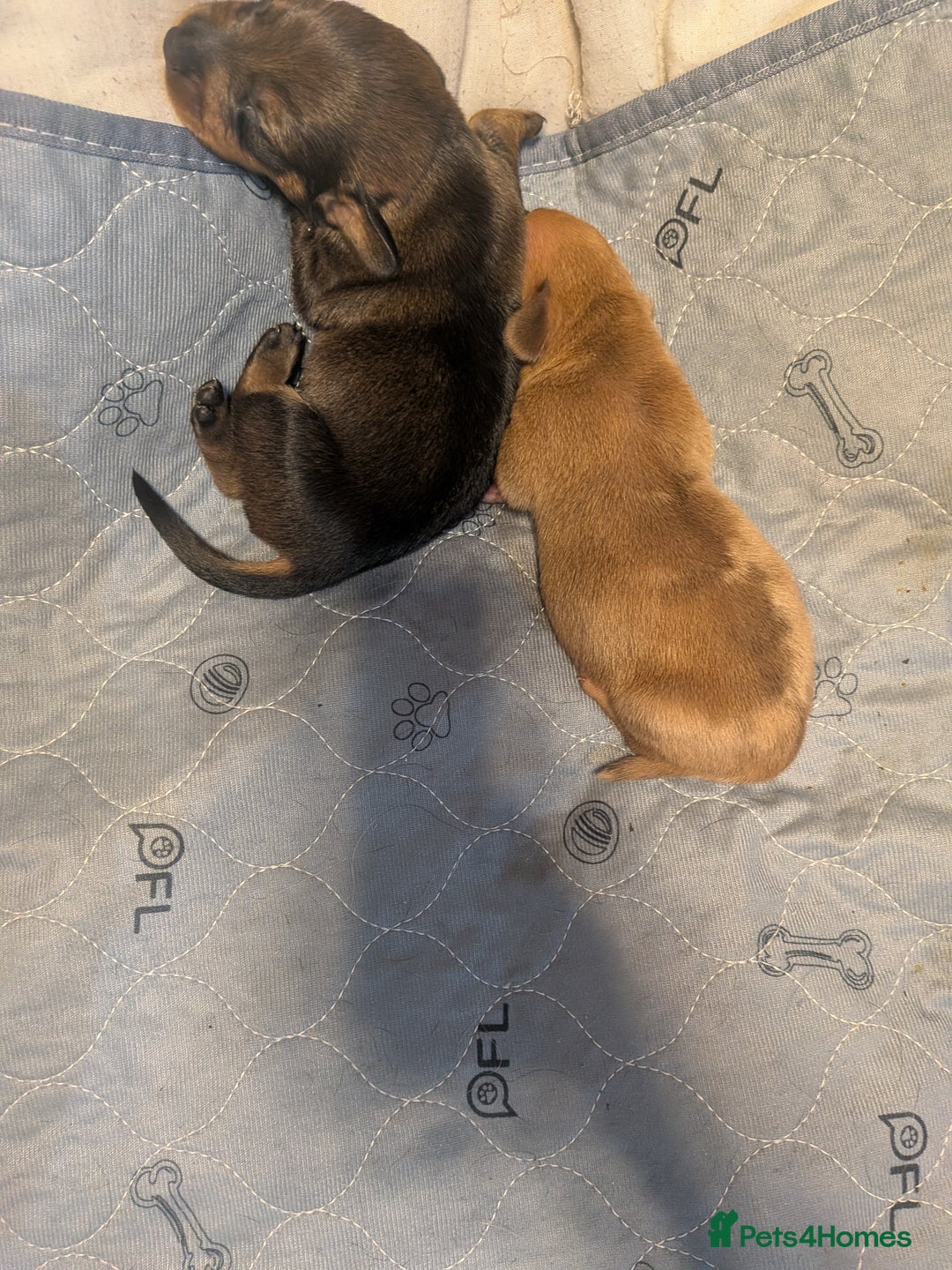 Dachshund dogs for sale: Dachshund puppies  - Advert 28