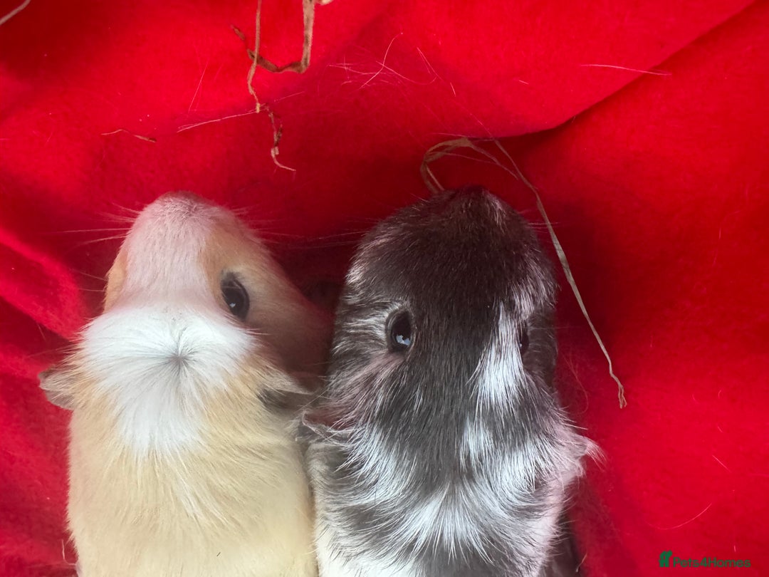 Guinea Pig rodents for sale: Mixed aged females  - Image 4