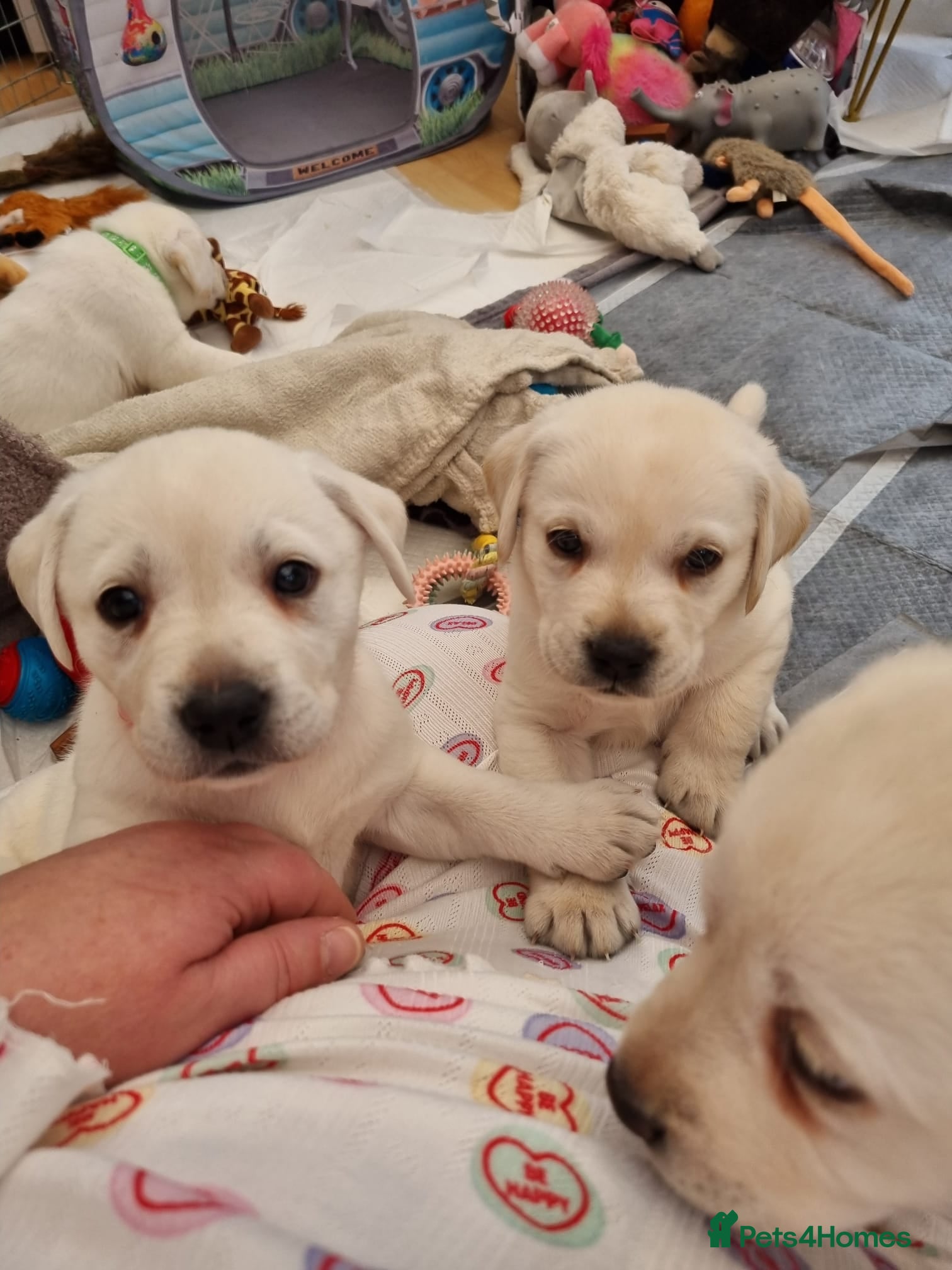 Labrador Retriever dogs STUNNING LABRADOR PUPPIES 2 RESERVED, 5 AVAILABLE - Advert 1