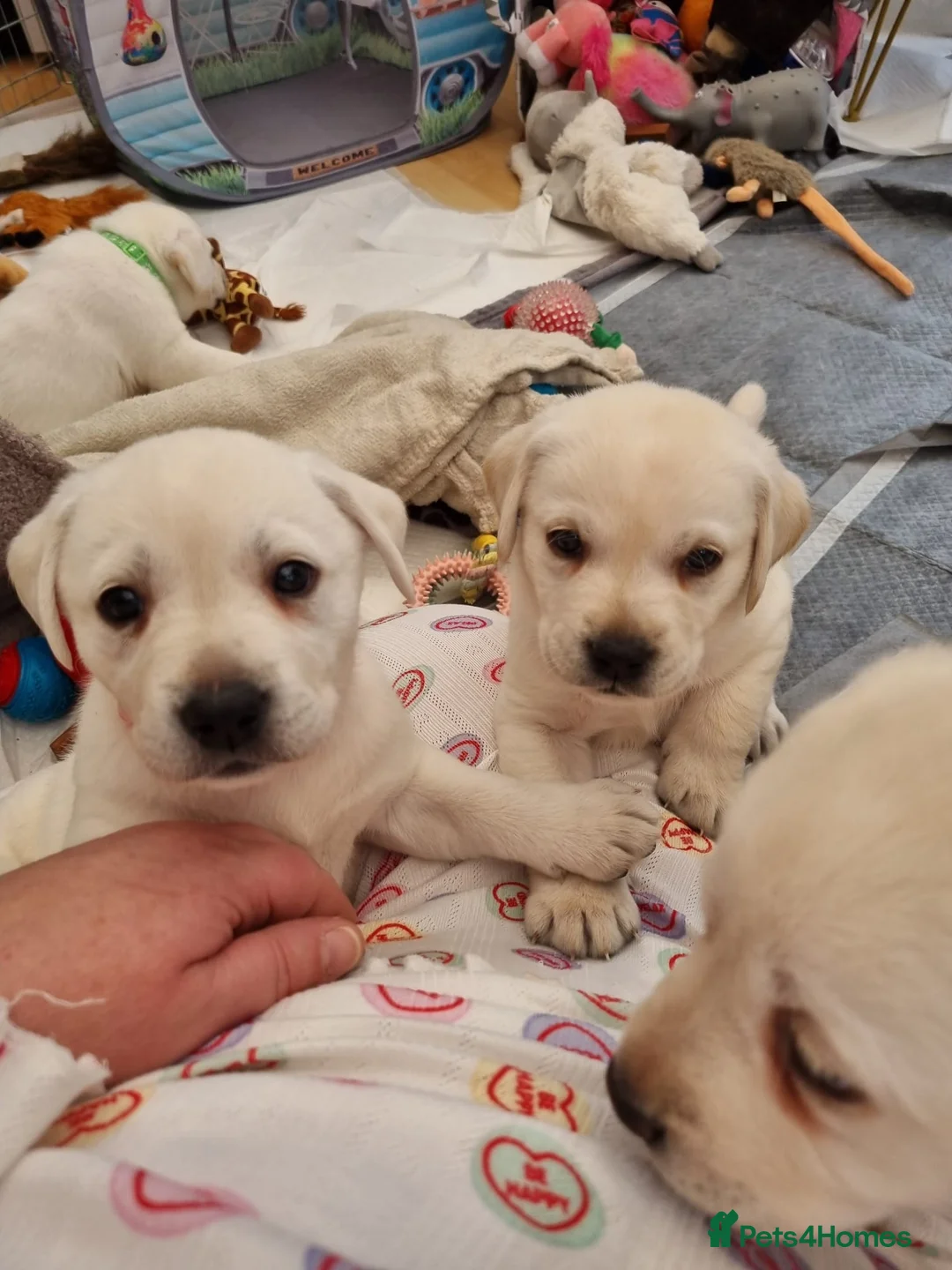 Labrador Retriever dogs for sale: STUNNING LABRADOR PUPPIES ONLY 1 GIRL LEFT. - Advert 1