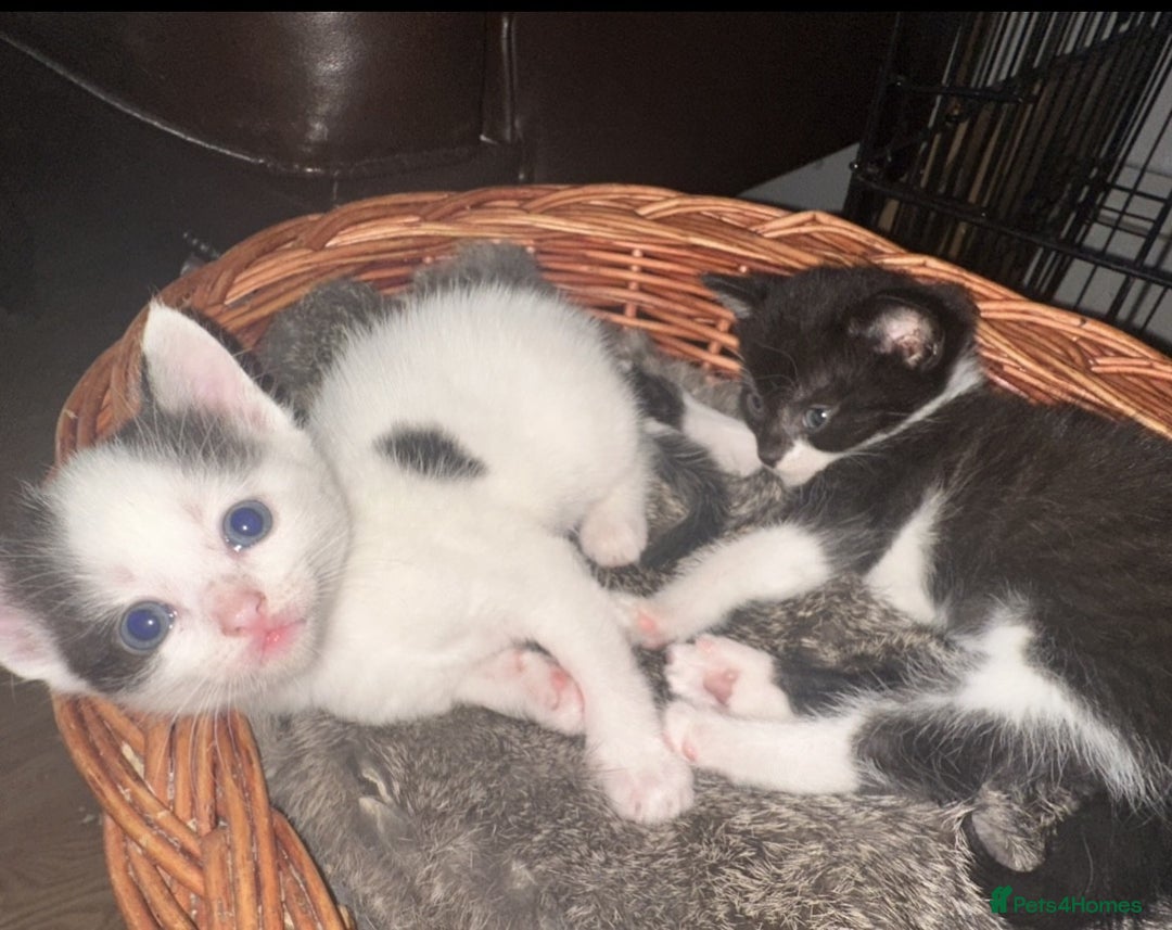British Shorthair cats for sale: Adorable Black and White Kittens (mixed breed) - Image 12