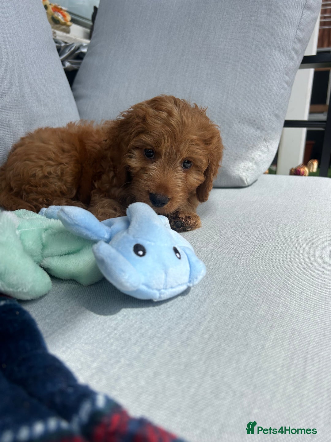Cockapoo dogs for sale: Cockapoo F1 for sale  - Image 2