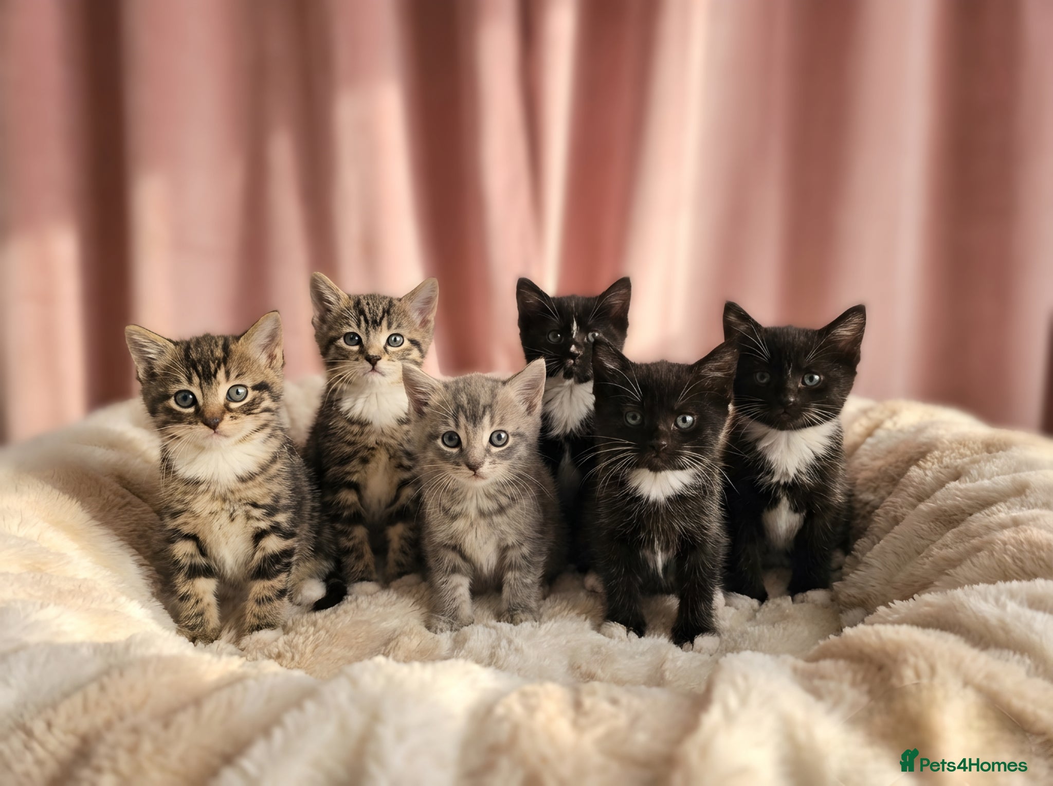 European cats Adorable Kittens for Sale 🐾 - Advert 1