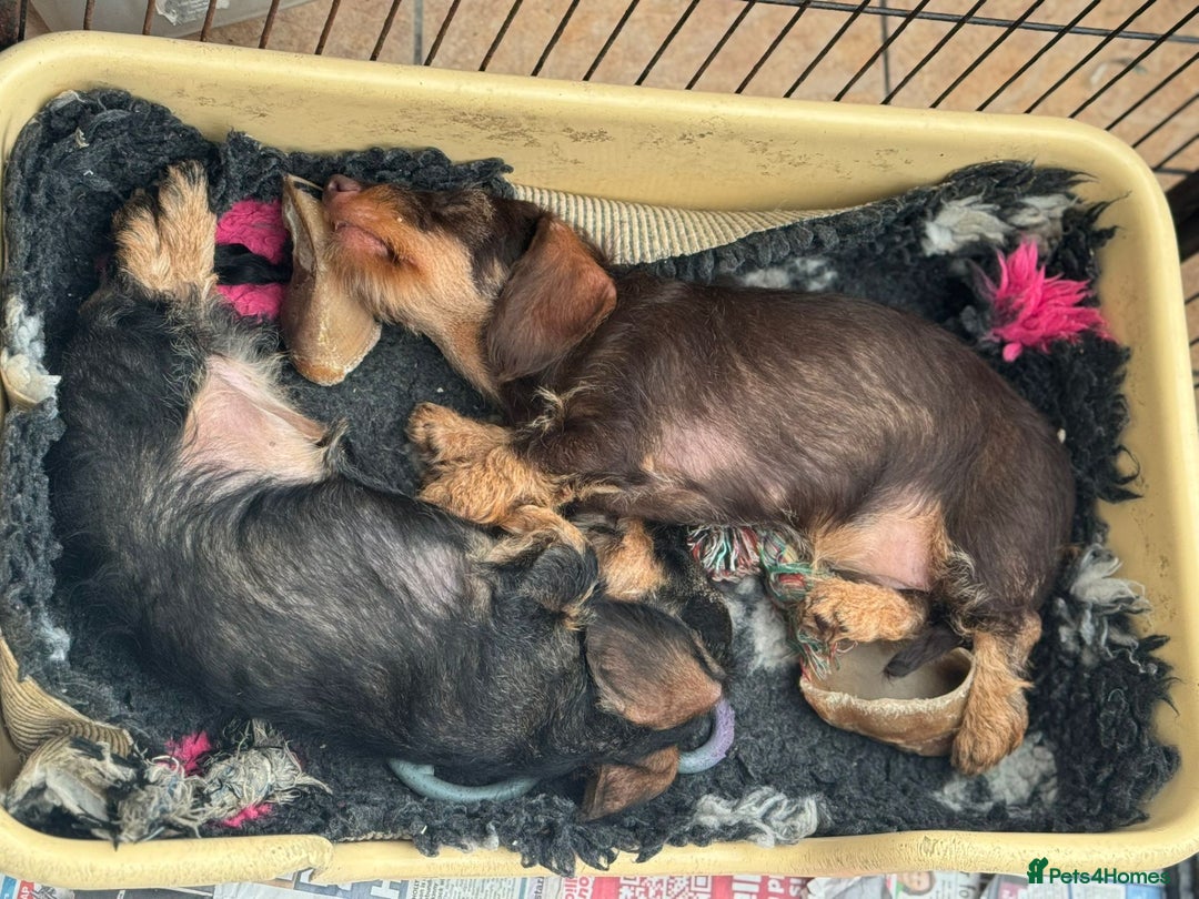 Miniature Dachshund dogs for sale: Miniature wire haired Dachshund  - Image 3