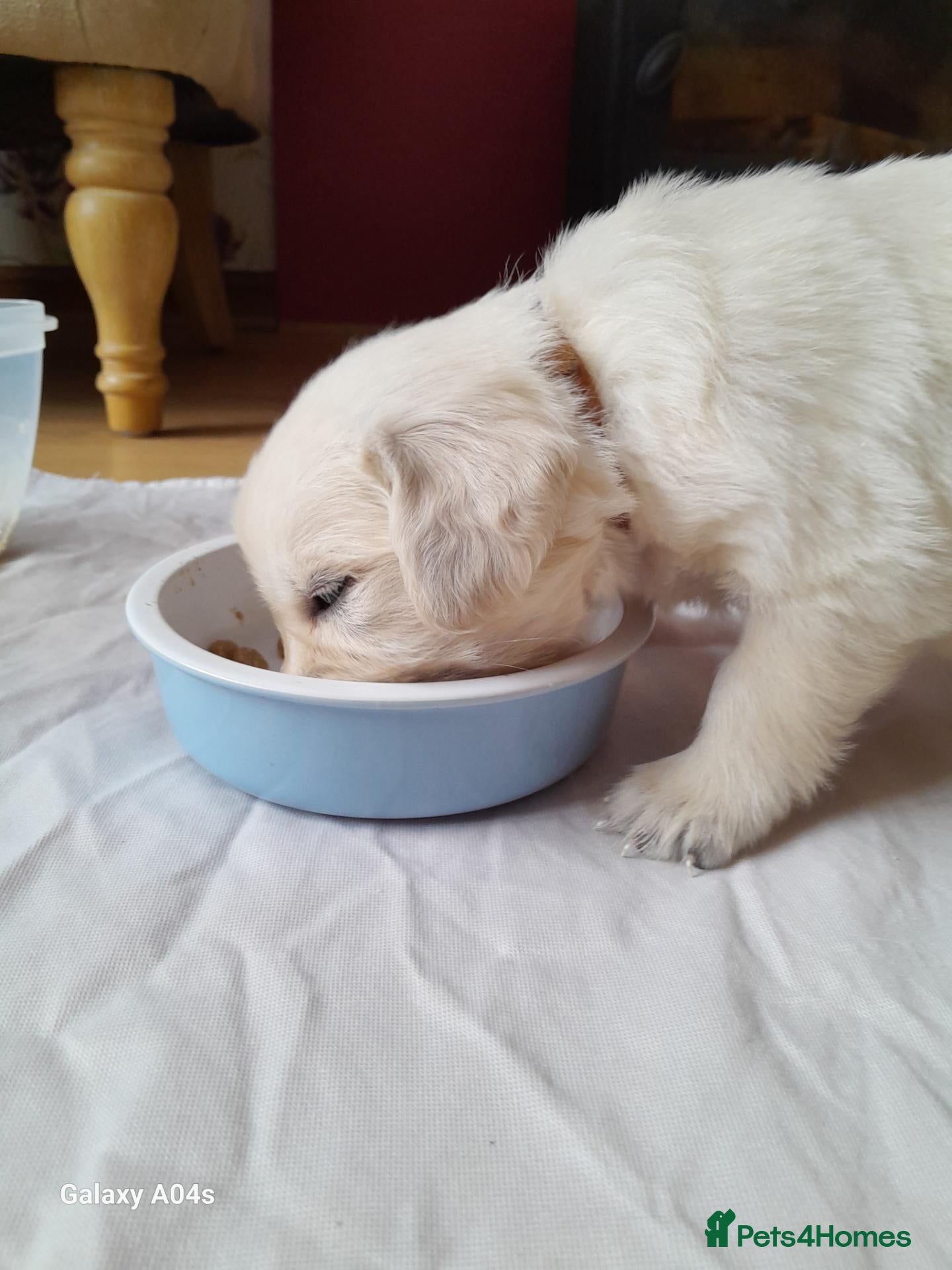 Golden Retriever dogs Kc golden retriever pups - Advert 3