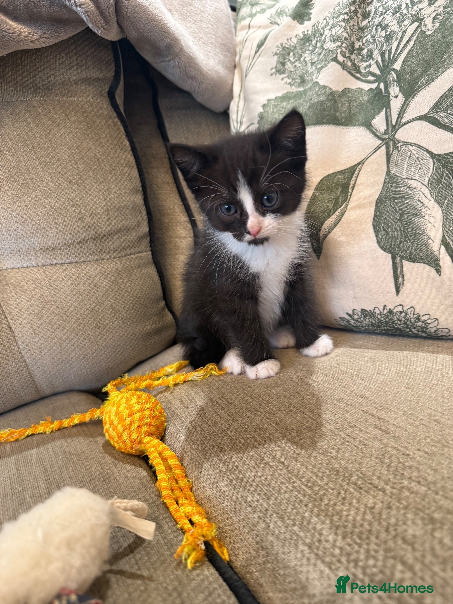 Mixed Breed cats READY NOW *LAST KITTEN LEFT*  - Advert 1