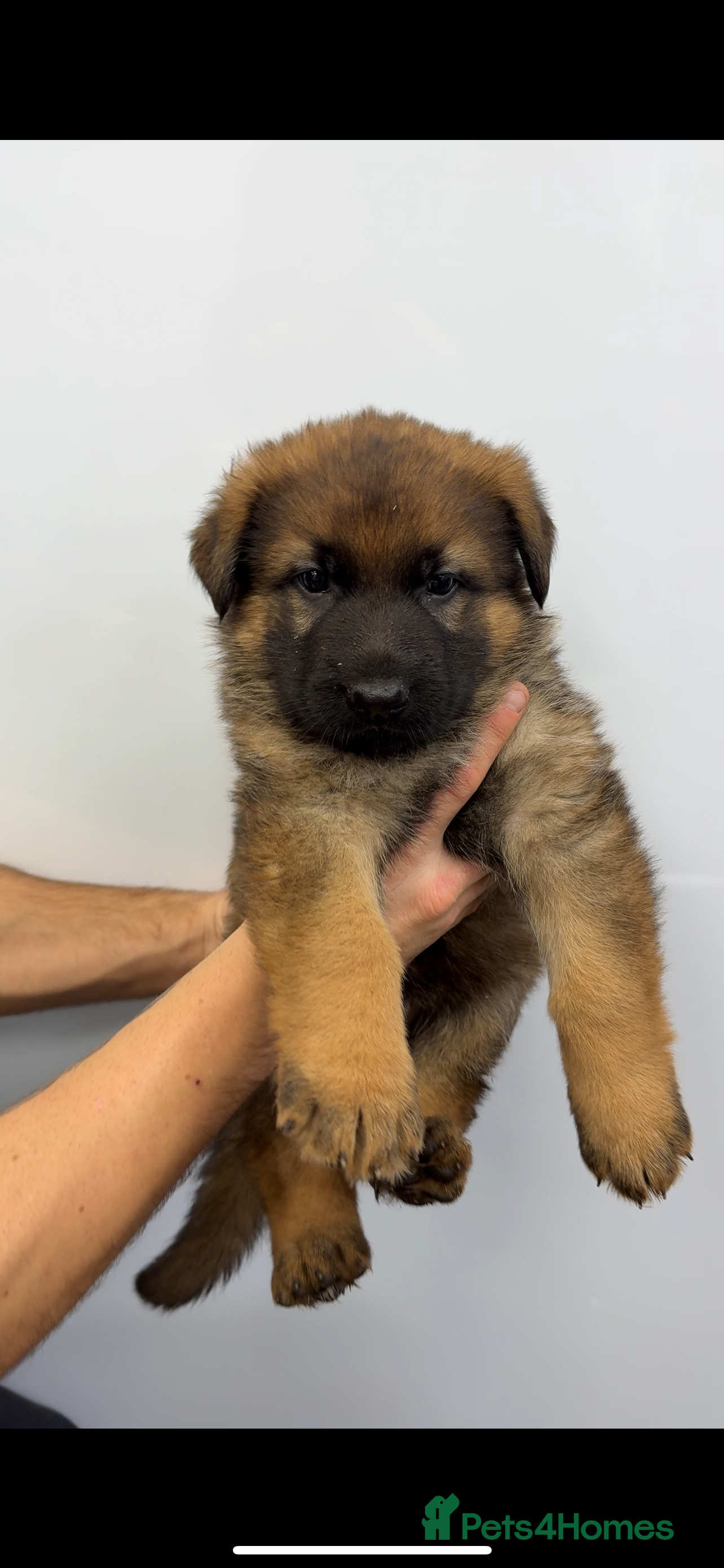 German Shepherd dogs Male german shepherd - Advert 1