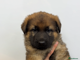 German Shepherd dogs Male german shepherd - Advert 1