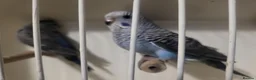 Budgerigars birds for sale: Bfbw budgie - Advert 3