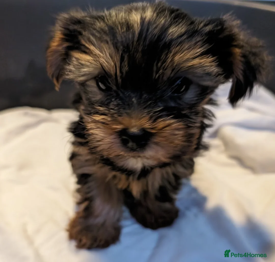 Yorkshire Terrier dogs for sale: Yorkshire Terrier Puppies  - Small size - Advert 1