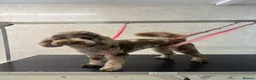 Cockapoo dogs for sale: STUNNING TOY COCKAPOOS  in Withernsea - Advert 6