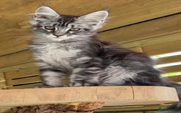 Maine Coon cats for sale: Top quality Maine coon kittens - Image 7