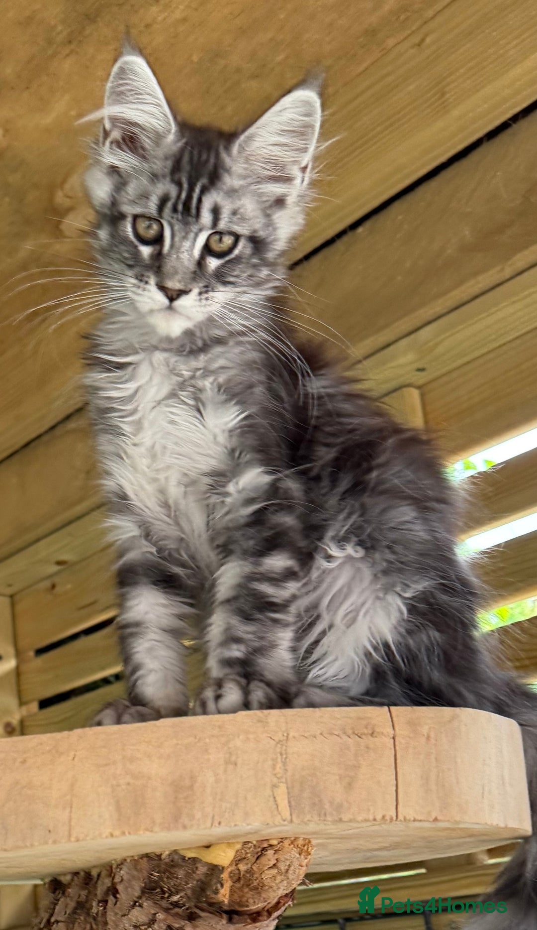 Maine Coon cats for sale: Top quality Maine coon kittens - Image 7
