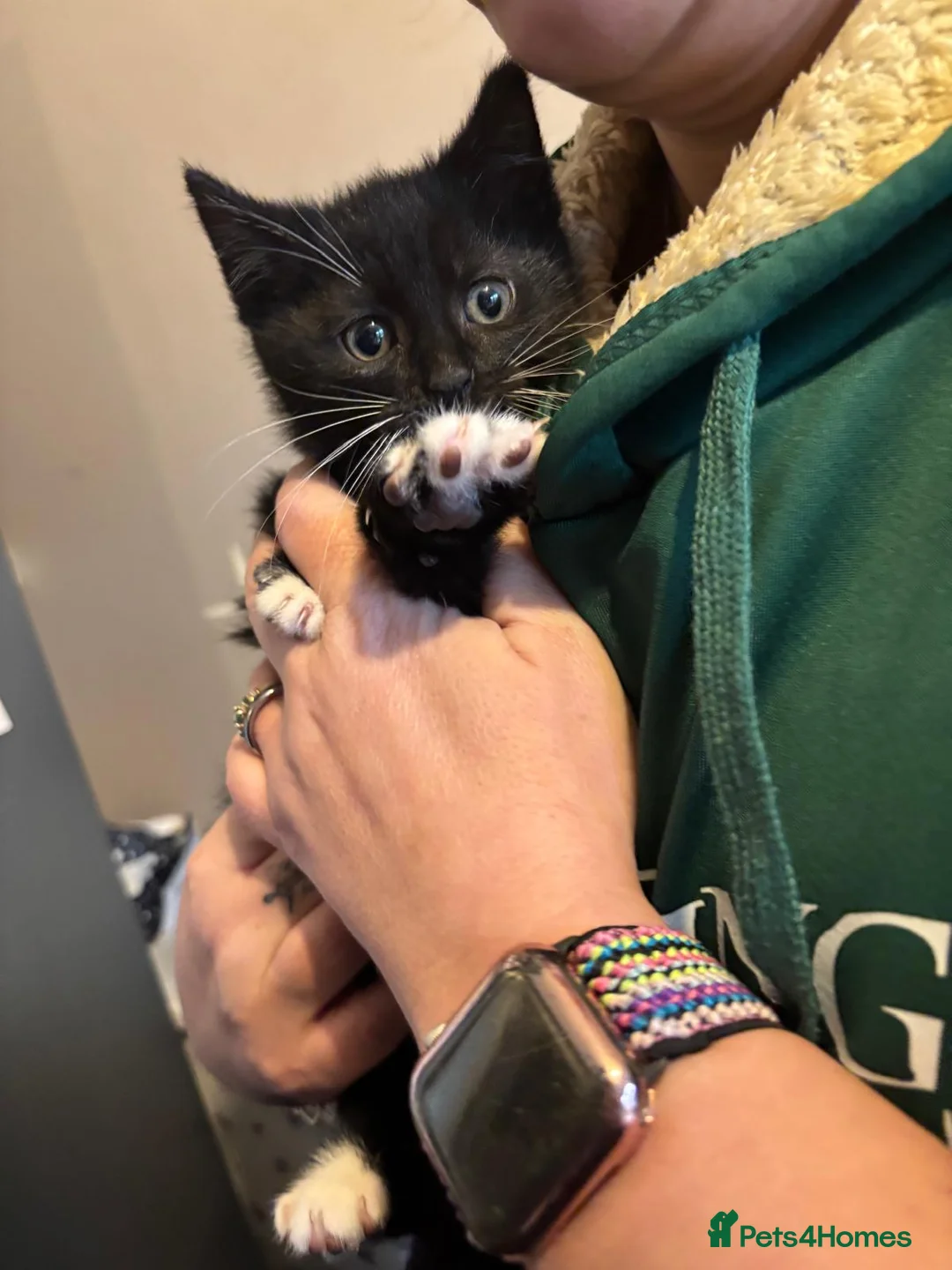 Domestic Shorthair cats for sale: One male, one female  - Advert 7