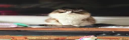 Ragdoll cats for sale: Beautiful GCCF Male Ragdoll 2 years old in Middlesbrough - Advert 1