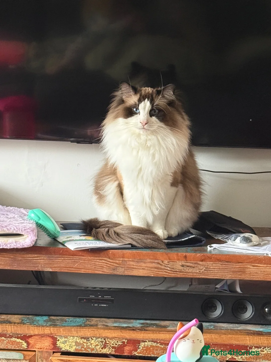 Ragdoll cats for sale: Beautiful GCCF Male Ragdoll 2 years old in Middlesbrough - Advert 1