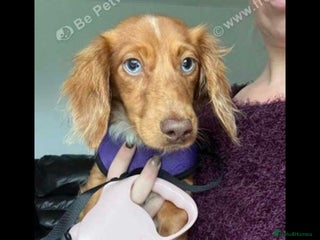 Miniature Dachshund dogs - Advert 6