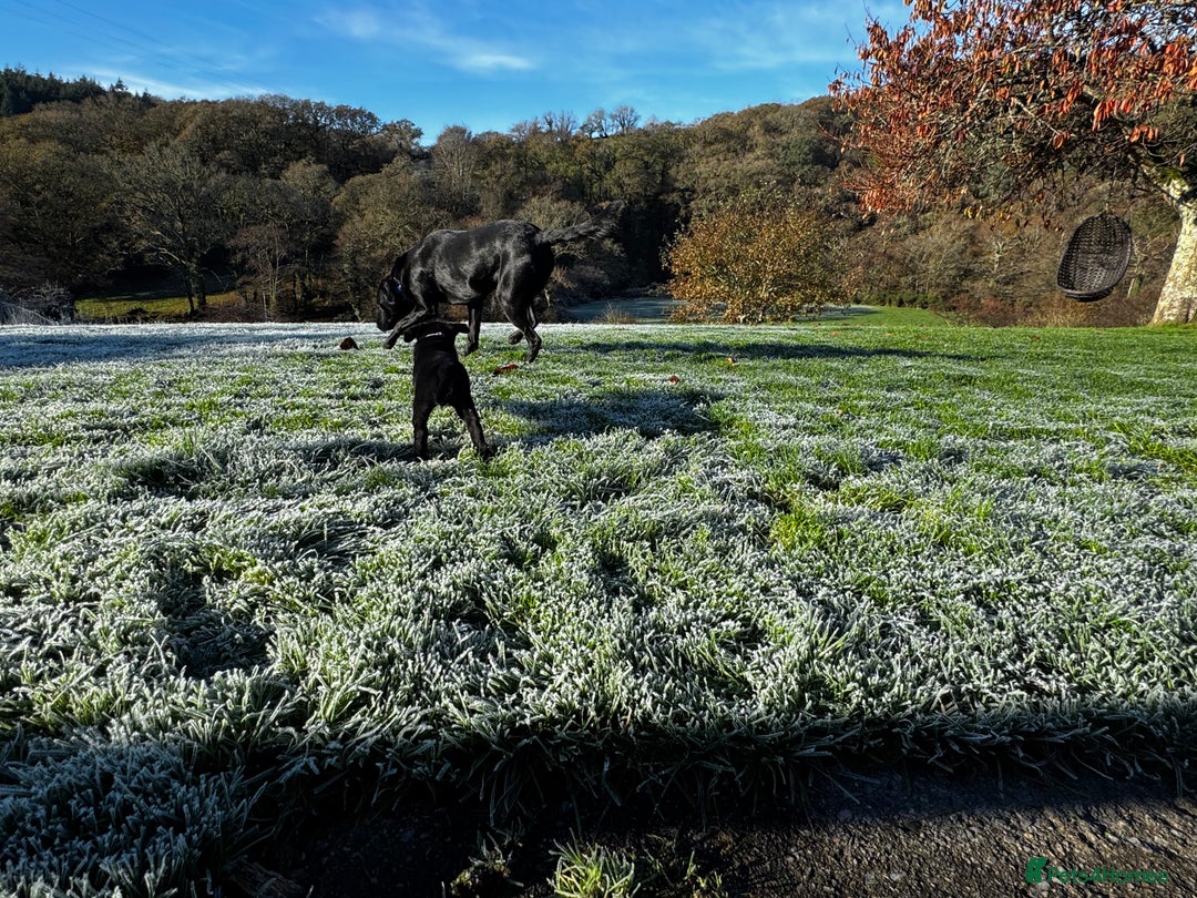 Labrador Retriever dogs for sale: Labrador Puppies  - Advert 29