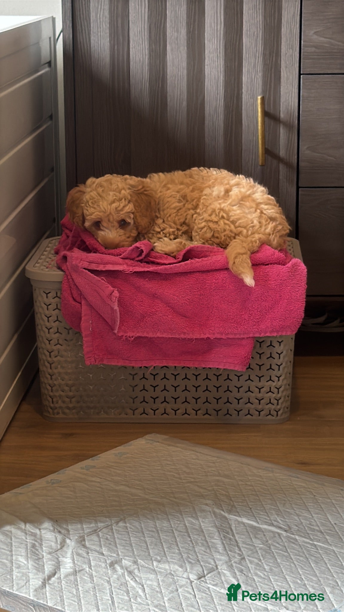 Cockapoo dogs 1 Beautiful girl F2b Cockapoo puppy  - Advert 2