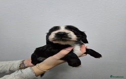 Cocker Spaniel dogs for sale: Stunning working cocker spaniel pups  - Advert 15