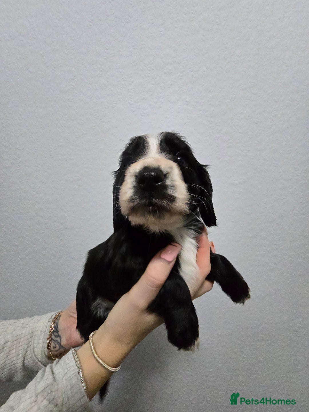 Cocker Spaniel dogs for sale: Stunning working cocker spaniel pups  - Advert 15