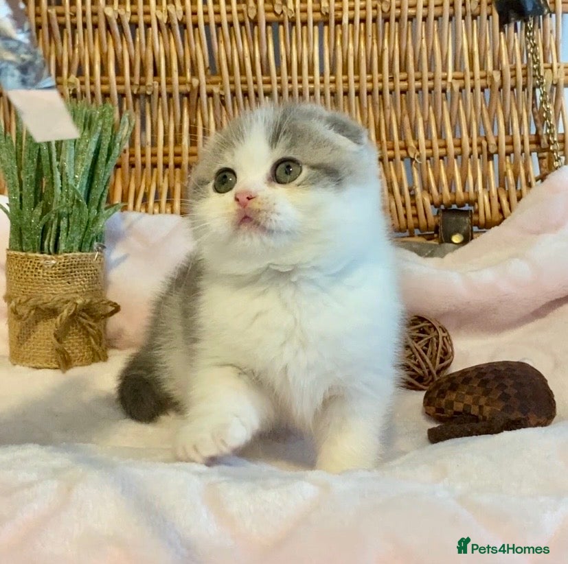 Scottish Fold cats 🧸😻CHAMPION LINE TICA REG SCOTTISH/BSH😻🧸 - Advert 2
