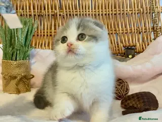 Scottish Fold cats 🧸EXTREMELY RARE FAWN CALICO SCOTTISH/BSH 😻🧸 - Advert 16