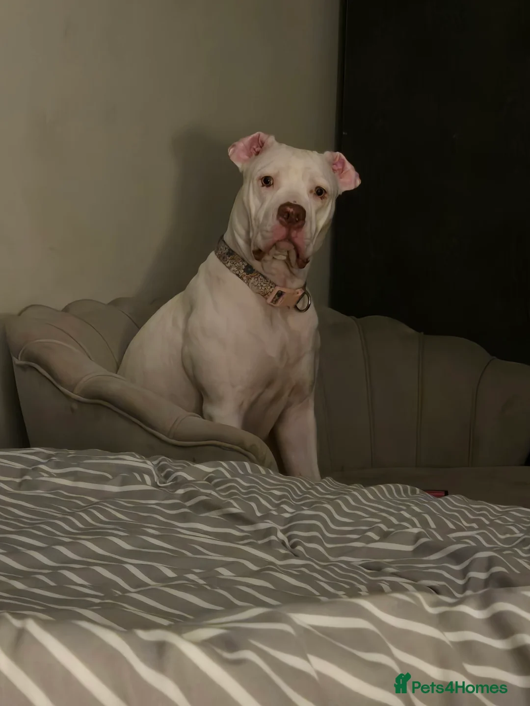 Mixed Breed dogs for sale: Dolly  - Advert 2