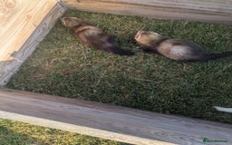 Ferret rodents for sale: Baby ferrets  - Image 4