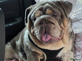 English Bulldog dogs British bulldog for stud - Advert 4