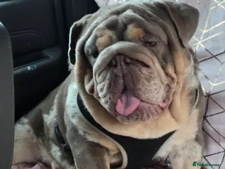 English Bulldog dogs British bulldog for stud - Advert 4